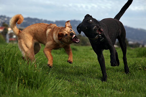 When Property Owners Are Held Responsible for a Tenant’s Dog Bite