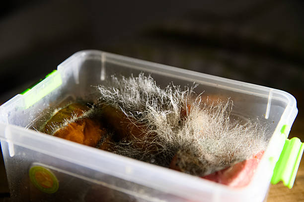 Landlord Liability for Mold Exposure: Tenant Rights and Legal Claims