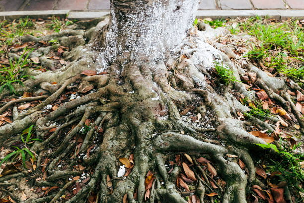 Tree Root Damage to a Neighbor’s Foundation: A Common but Avoidable Liability Claim