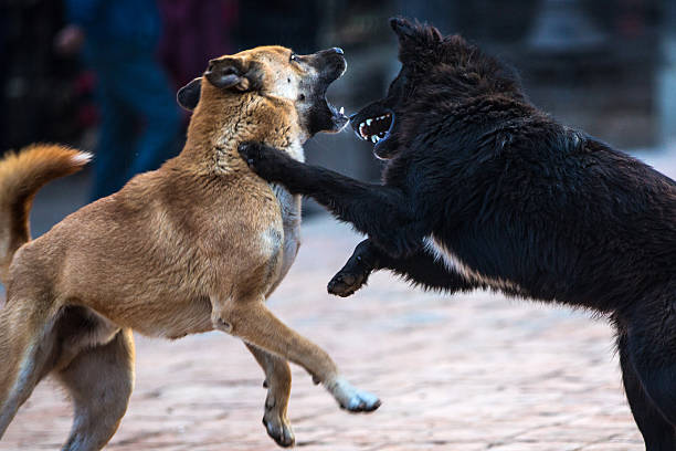 When a Hit-and-Run Accident Involves a Dog Bite: Your Legal Options